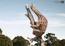 girafa in copac